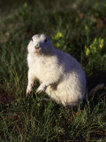 Buy Prairie Dog, South Dakota at AllPosters.com