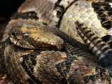 Buy Timber Rattle Snake, Crotalus Horidus at AllPosters.com
