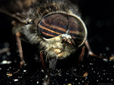 Buy American Horsefly, Tabanus Americanus at AllPosters.com