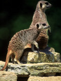 Two Adult Meerkats Standing on Rock