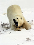 Polar Bear, Ursus Maritimus, Churchill, Manitoba