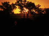 Wallaby Catches the Rays of the Sunset