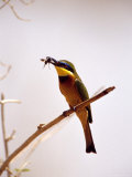 Little Bee-Eater Bird Eating a Bee