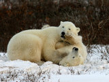 Buy Polar Bear, Ursus Maritimus, Churchill, Manitoba at AllPosters.com