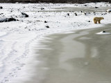 Buy Polar Bear, Ursus Maritimus, Churchill, Manitoba at AllPosters.com