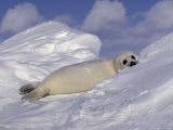 Harp Seal Pup, Pagophilus Groenlandicus