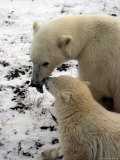 Polar Bear, Ursus Maritimus, Churchill, Manitoba