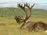 Buy Bull Caribou, Alaska at AllPosters.com