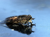Buy Horse Fly, Tabanus Spp at AllPosters.com