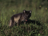 Arctic Fox, Winter Pelage, Alopex Lagopus