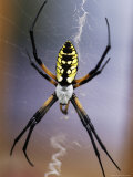 Spider on its Web