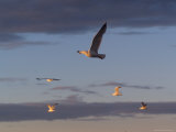 Lake Scenes, Birds at Sunset