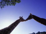 A Mother and Baby Giraffe