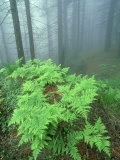 Buy Ferns, Sequoia National Park, California, USA at AllPosters.com