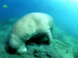 Buy Dugong, Feeding, Vanuata at AllPosters.com