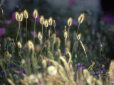Buy Hares Tail, Backlit, La Corse, France at AllPosters.com