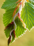 Buy Beech, Spring at AllPosters.com