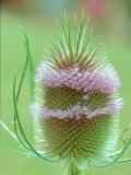 Buy Teasel in Flower at AllPosters.com