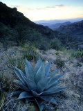 Buy Agave, Texas, USA at AllPosters.com