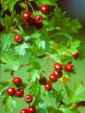 Buy Hawthorn, Berries, Summer at AllPosters.com