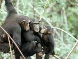 Chimpanzees, Chimp Family, W. Africa