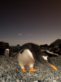 Buy Gentoo Penguin, Bending Over, Sub Antarctic at AllPosters.com