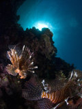 Buy Lionfish, Reef Panorama, New Caledonia at AllPosters.com