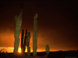 Buy Cordon Cacti, Panorama, Mexico at AllPosters.com