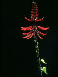 Buy Coral Bean, Everglades National Park, USA at AllPosters.com