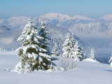 Buy Conifer Trees Covered with Snow in Austrian Alps at AllPosters.com