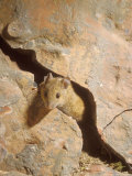 Buy Long-Tailed Field or Wood Mouse, Emerging from Crack at AllPosters.com