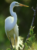 Buy Great Egret, Florida, USA at AllPosters.com