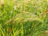 Buy Barren or Sterile Brome Grass, Seedheads at AllPosters.com