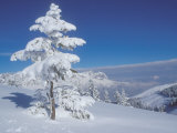 Buy Conifer Trees Covered with Snow in Austrian Alps at AllPosters.com