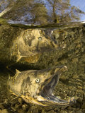 Dead Quinnat Salmon (Oncorhynchus Tshawytscha) in Mountain Stream, New Zealand