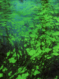 Algae on Surface of Dark Water