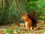 Buy Red Squirrel, Feeding at AllPosters.com