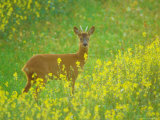 Buy Roe Deer, Standing at AllPosters.com