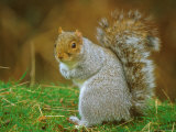 Buy Grey Squirrel, Sciurus Carolinensis at AllPosters.com