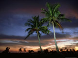 Buy Coconut Palm, Florida, USA at AllPosters.com