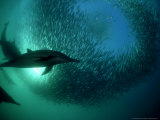 Common Dolphin, Hunting, South Africa