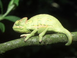 Buy Yemens Chameleon, Young 10 Wks Old, Yemen at AllPosters.com