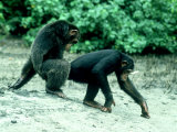Buy Common Chimpanzee, Mating, Africa at AllPosters.com