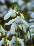 Buy Snowdrops, Galanthus Nivalis at AllPosters.com