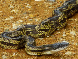 Buy Grey Rat Snakeelaphe Obsoleta Spiloides, USA at AllPosters.com