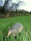 Buy Nine-Banded Armadillo, Texas, USA at AllPosters.com
