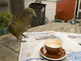 Buy Kea on Coffee Table, New Zealand at AllPosters.com