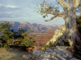 Buy Grand Canyon National Park, Arizona, USA at AllPosters.com