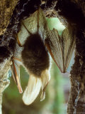 Buy Common Long-Eared Bat, Hanging Upside-Down at AllPosters.com