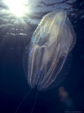 Salp, Poor Knights Marine Reserve, New Zealand